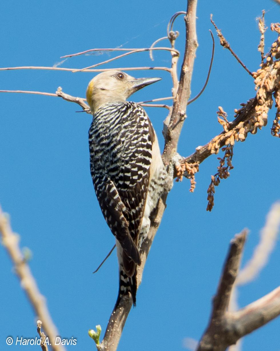 Hoffmann's Woodpecker Photo by Harold Davis