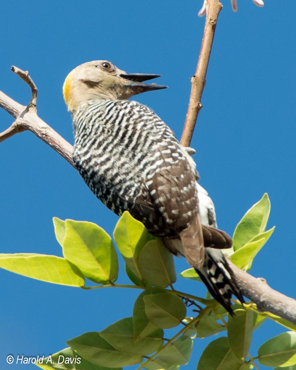 Hoffmann's Woodpecker Photo by Harold Davis