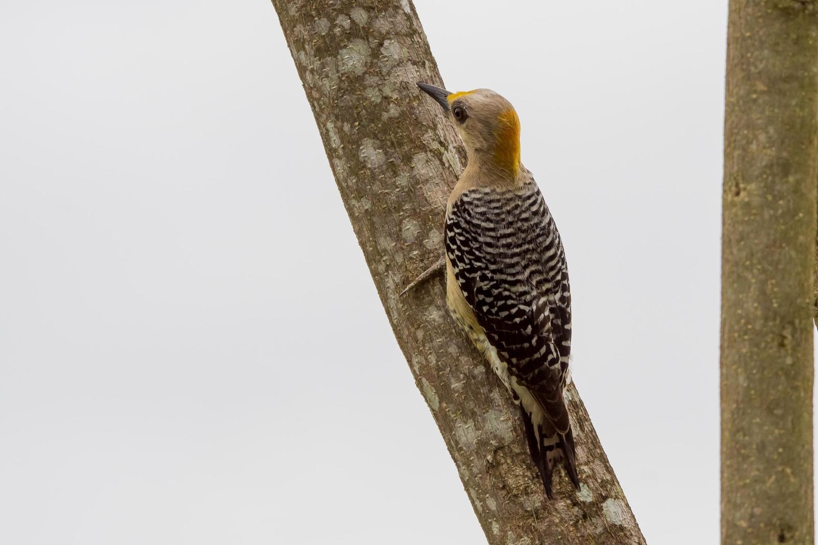 Hoffmann's Woodpecker Photo by Gerald Hoekstra