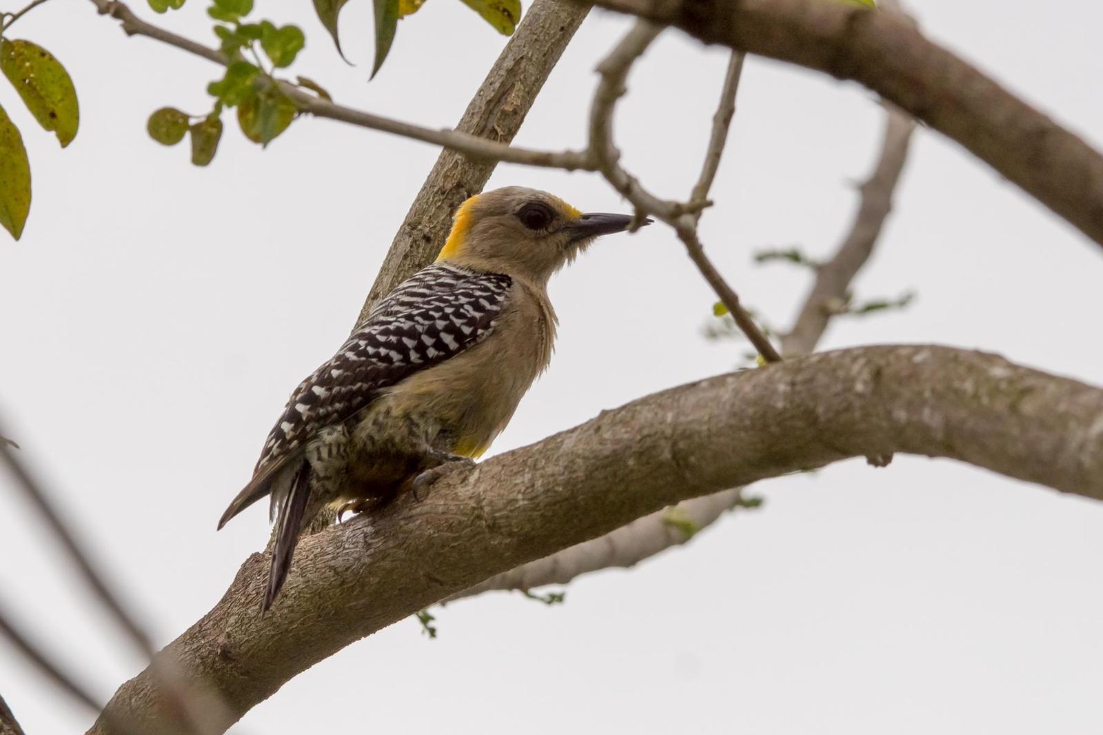 Hoffmann's Woodpecker Photo by Gerald Hoekstra
