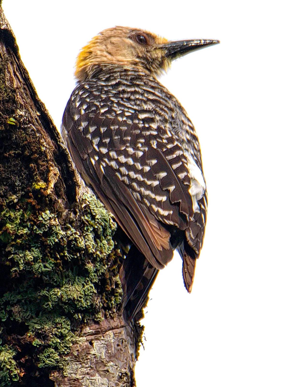 Hoffmann's Woodpecker Photo by Dan Tallman