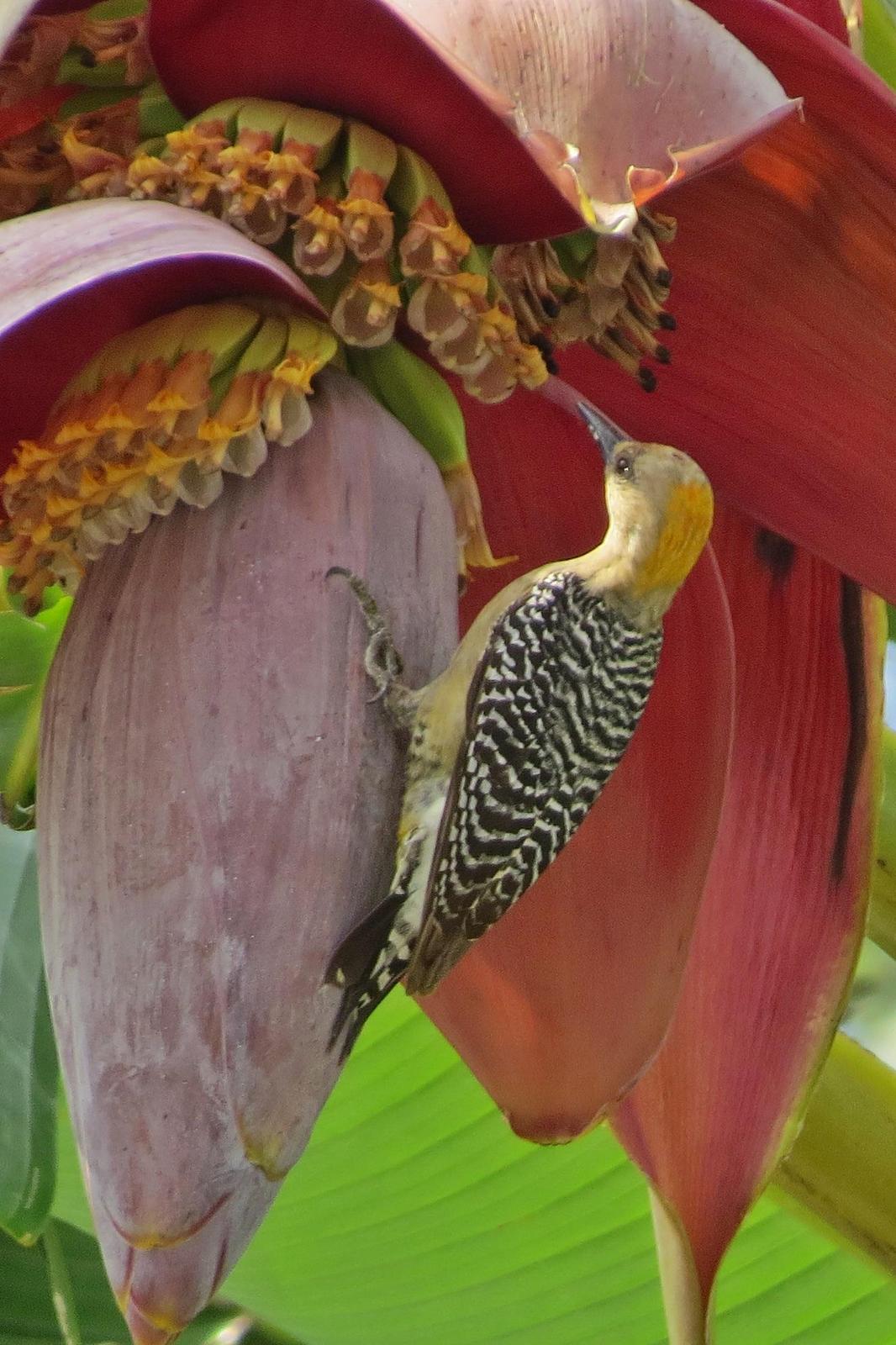 Hoffmann's Woodpecker Photo by Enid Bachman