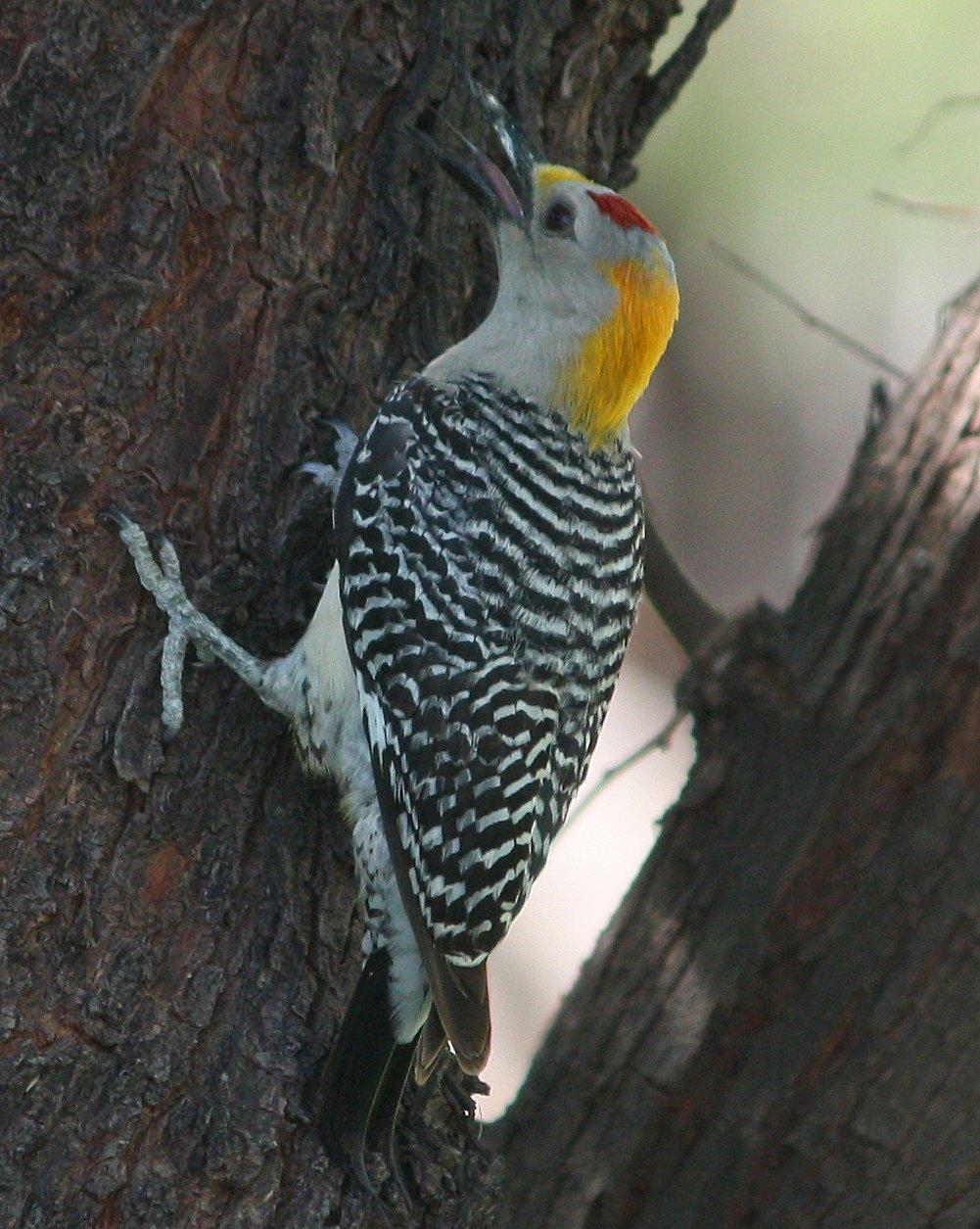 Golden-fronted Woodpecker Photo by Andrew Core