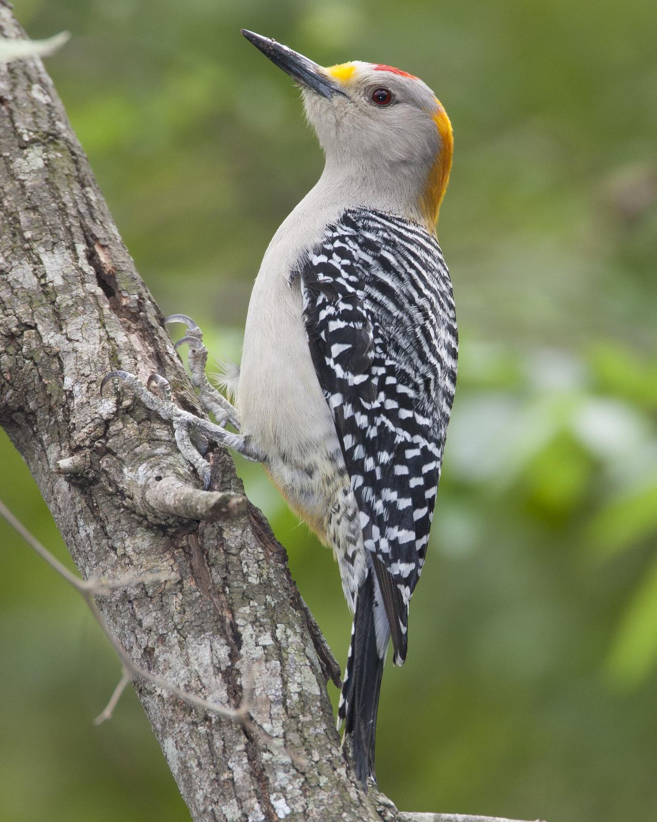 Golden-fronted Woodpecker Photo by Jeff Moore