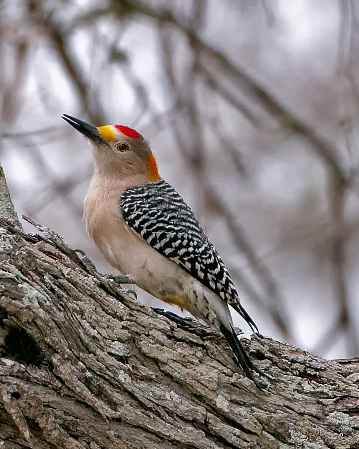 Golden-fronted Woodpecker Photo by JC Knoll
