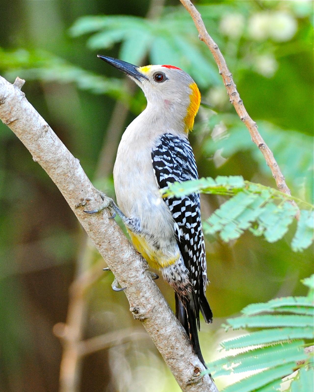 Golden-fronted Woodpecker Photo by Gerald Friesen