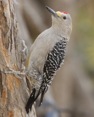 Golden-fronted Woodpecker Photo by Rene Valdes