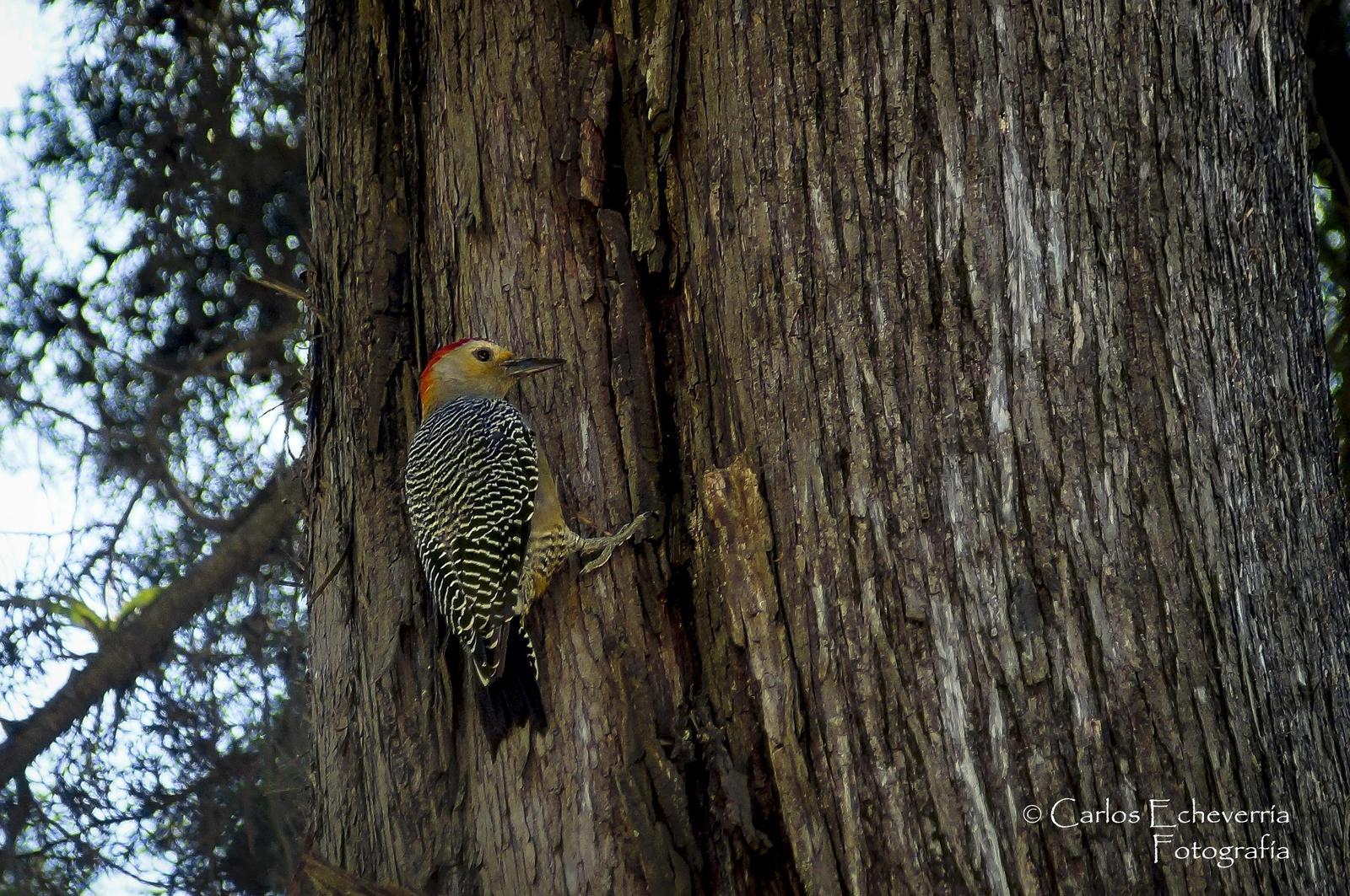 Golden-fronted Woodpecker Photo by Carlos Echeverría