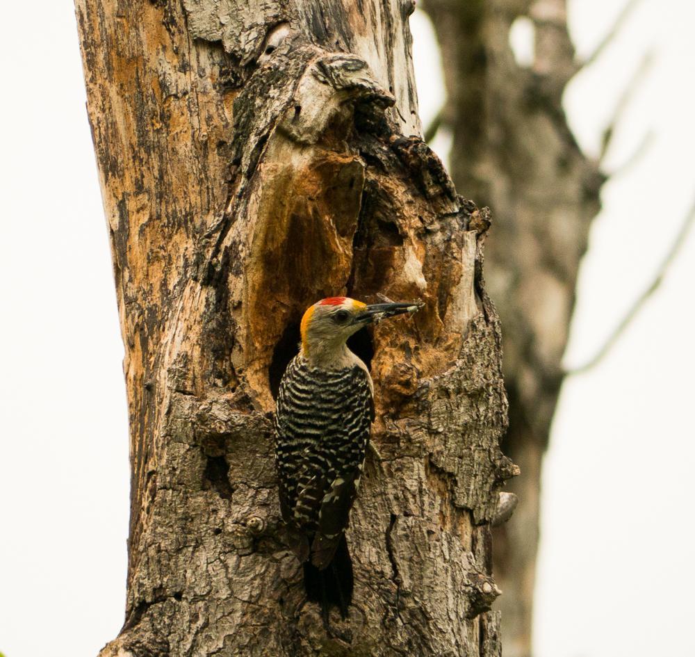 Golden-fronted Woodpecker Photo by Bates Estabrooks