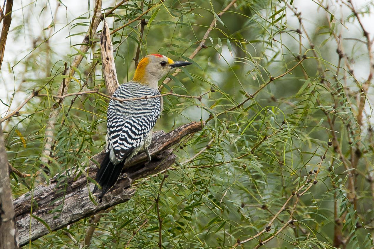 Golden-fronted Woodpecker Photo by Gerald Hoekstra