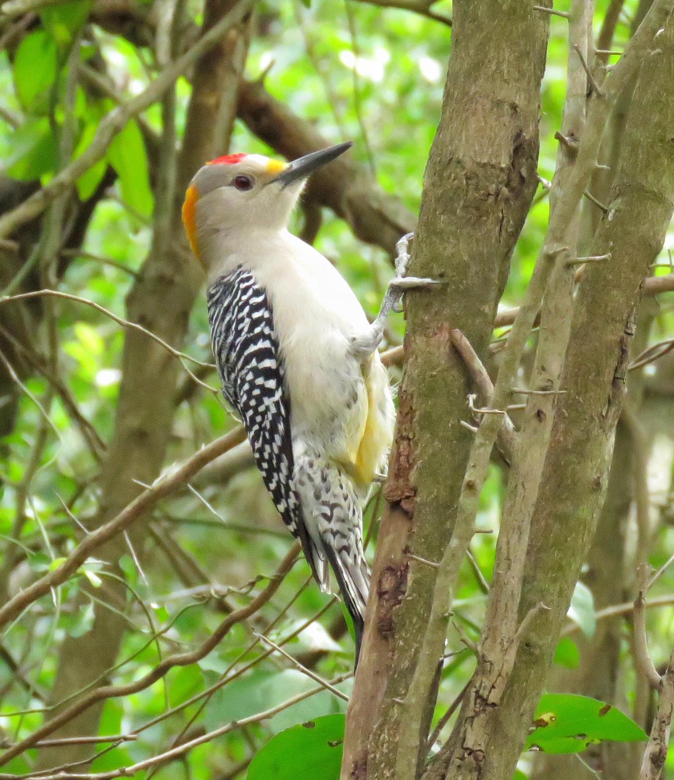 Golden-fronted Woodpecker Photo by Lisa Cancade Hackett