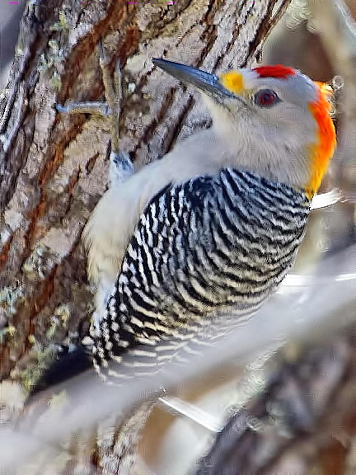 Golden-fronted Woodpecker Photo by Dan Tallman