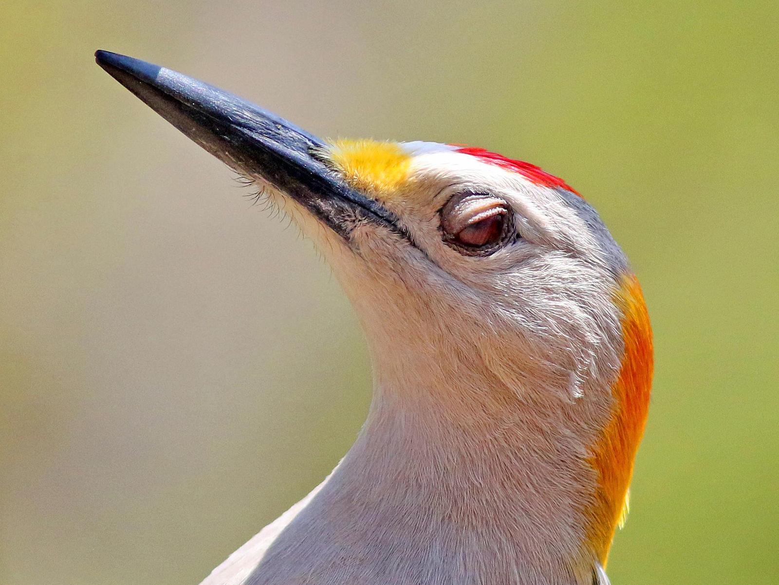 Golden-fronted Woodpecker Photo by Tom Gannon