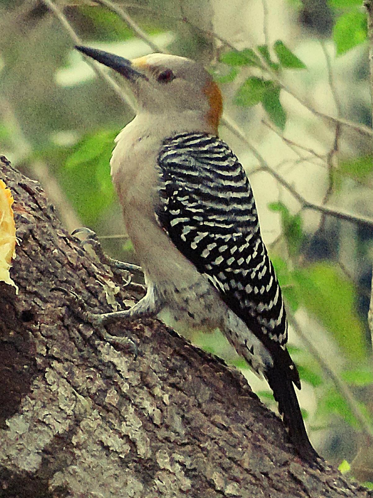 Golden-fronted Woodpecker Photo by Bob Neugebauer