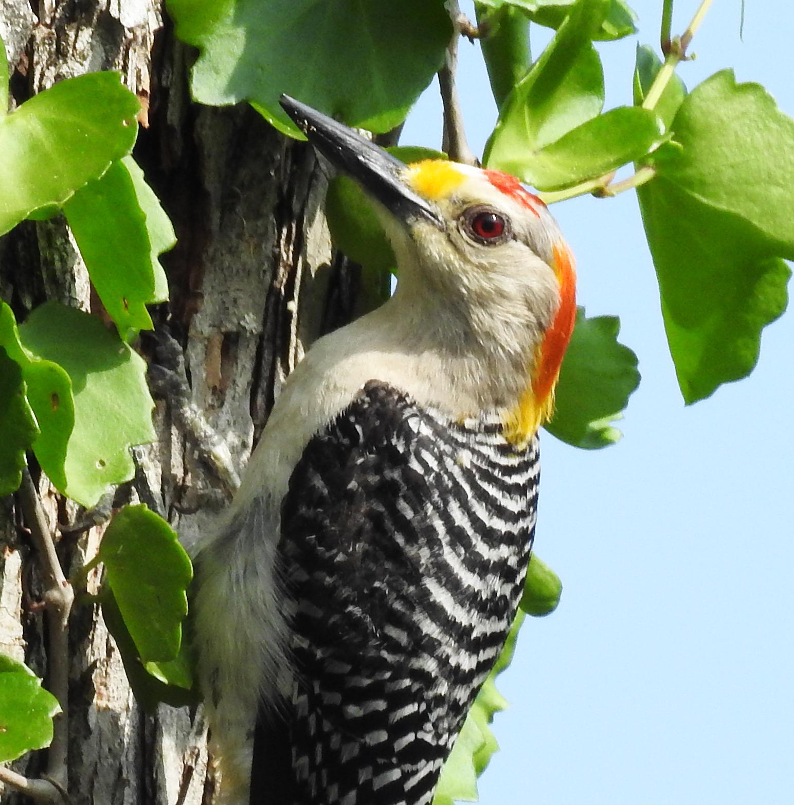 Golden-fronted Woodpecker Photo by Alejandra Perez