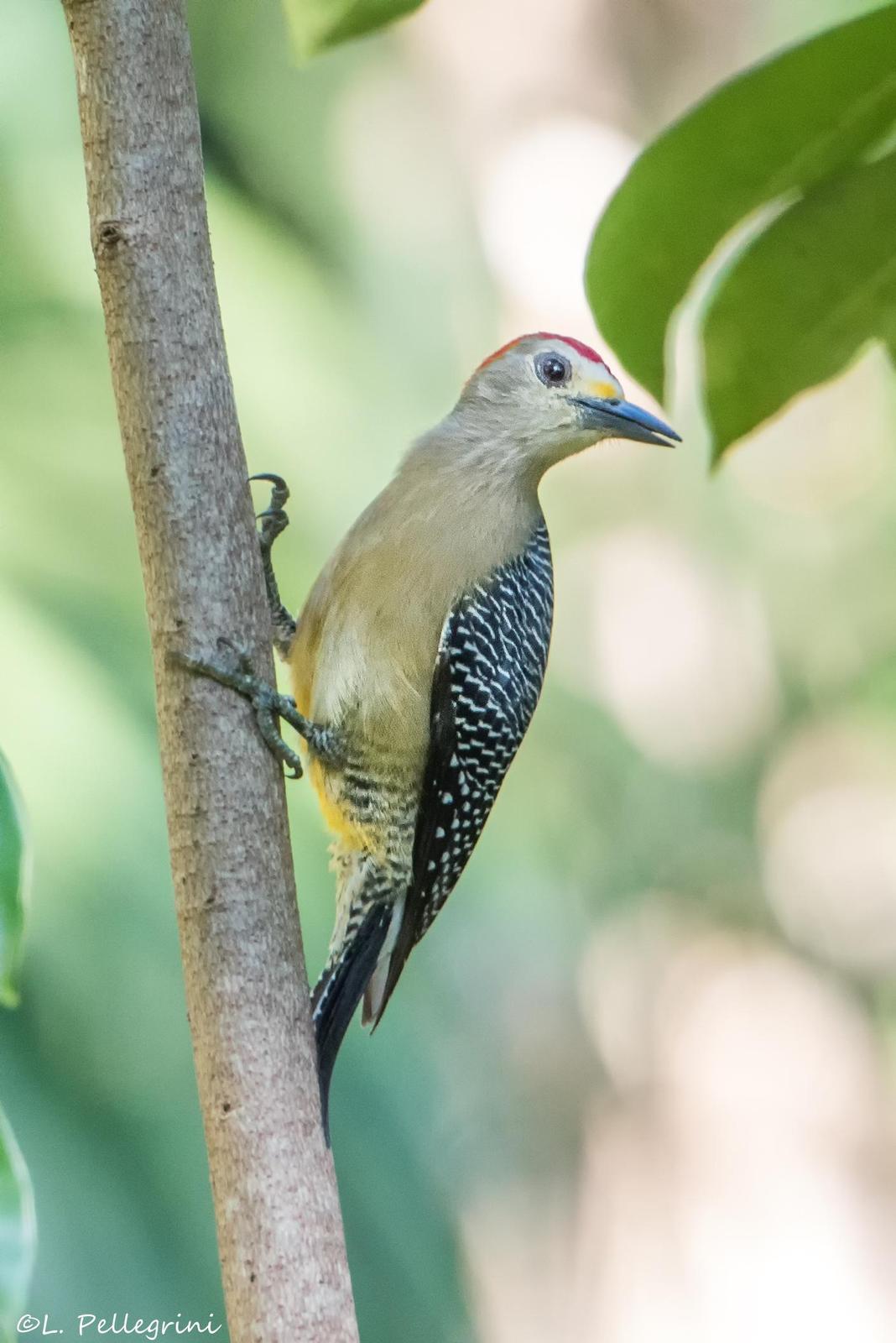 Golden-fronted Woodpecker Photo by Laurence Pellegrini