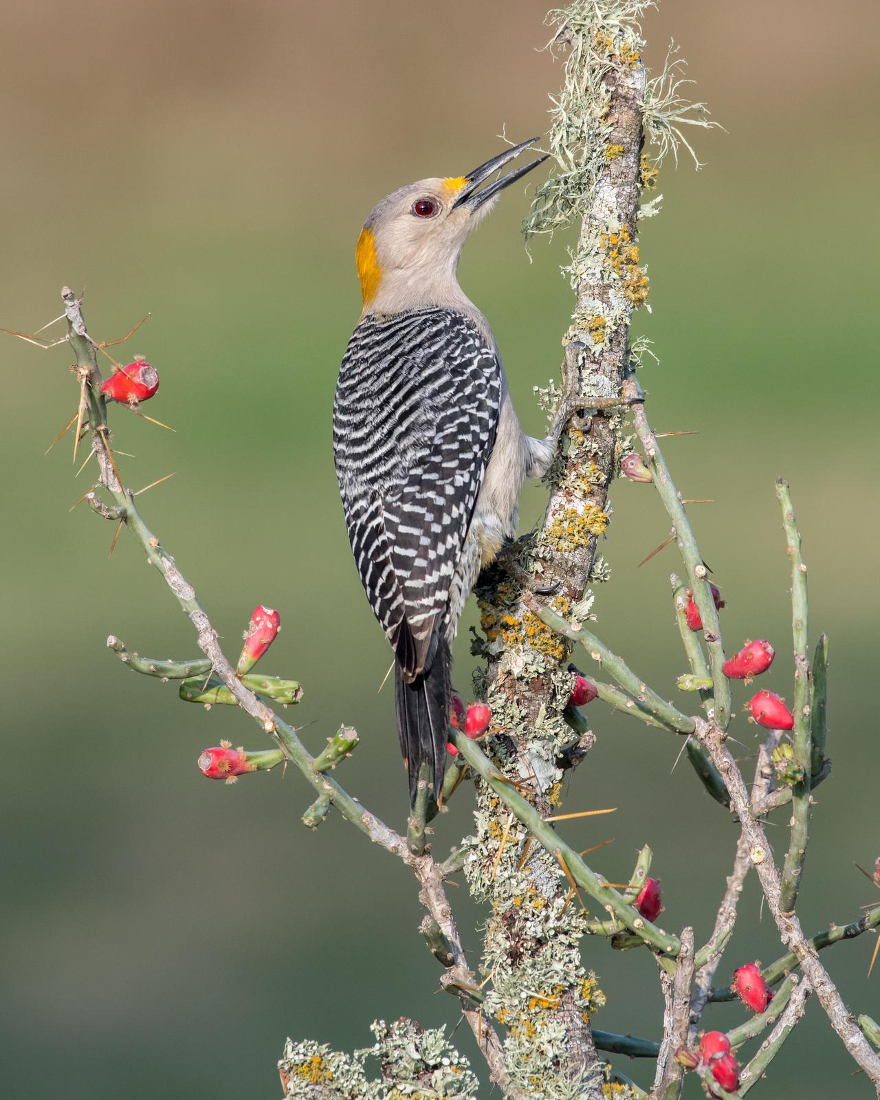 Golden-fronted Woodpecker Photo by Harold Davis