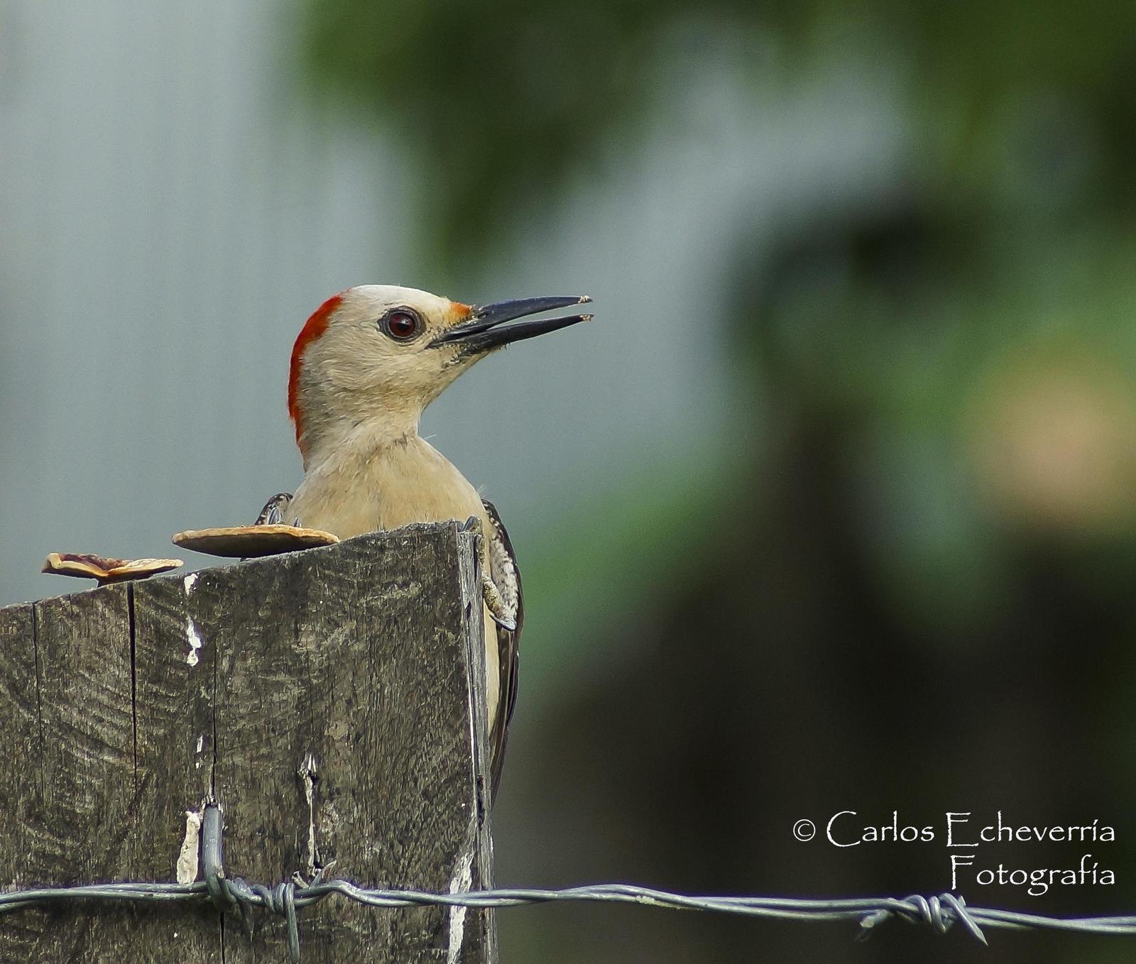 Golden-fronted Woodpecker (Velasquez's) Photo by Carlos Echeverría