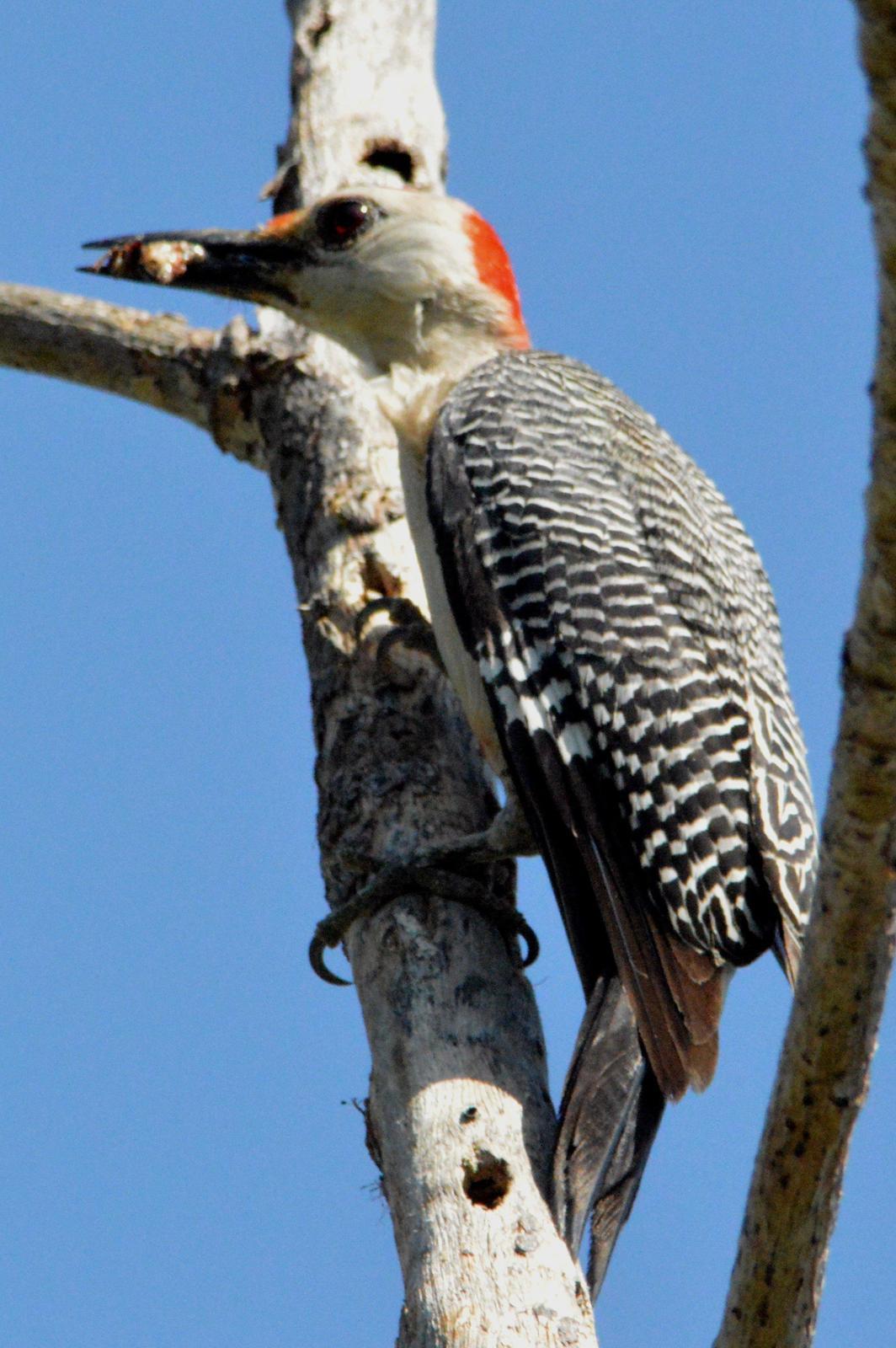 Golden-fronted Woodpecker (Velasquez's) Photo by Jeannette Piecznski