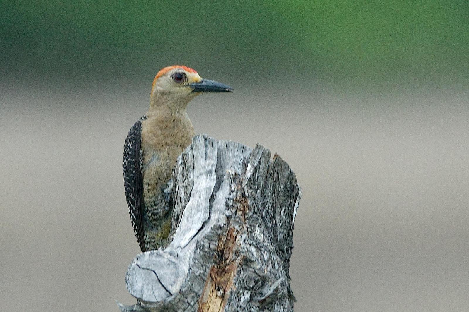 Golden-fronted Woodpecker (Velasquez's) Photo by Gerald Hoekstra