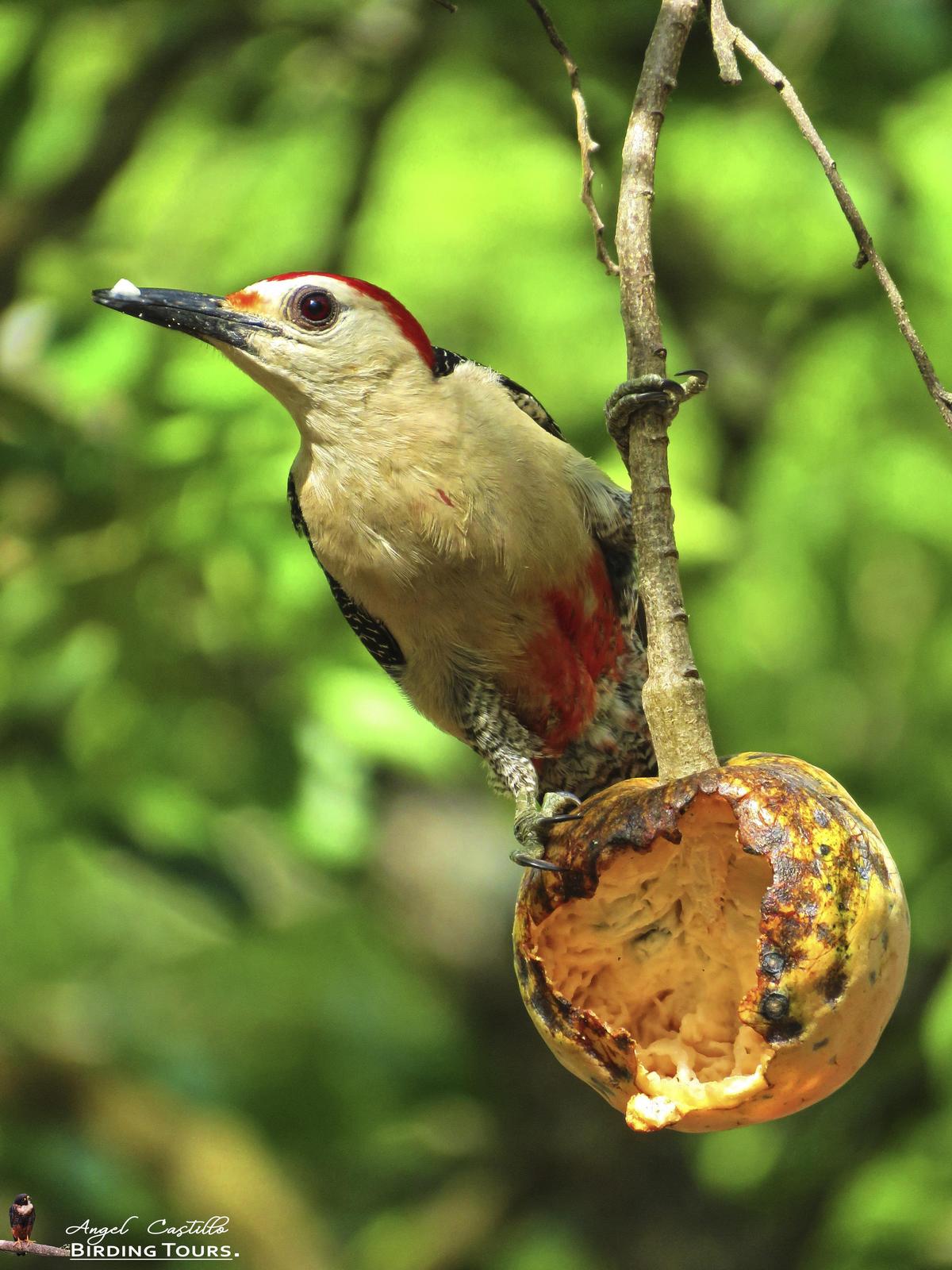 Golden-fronted Woodpecker (Velasquez's) Photo by Castillo Cime
