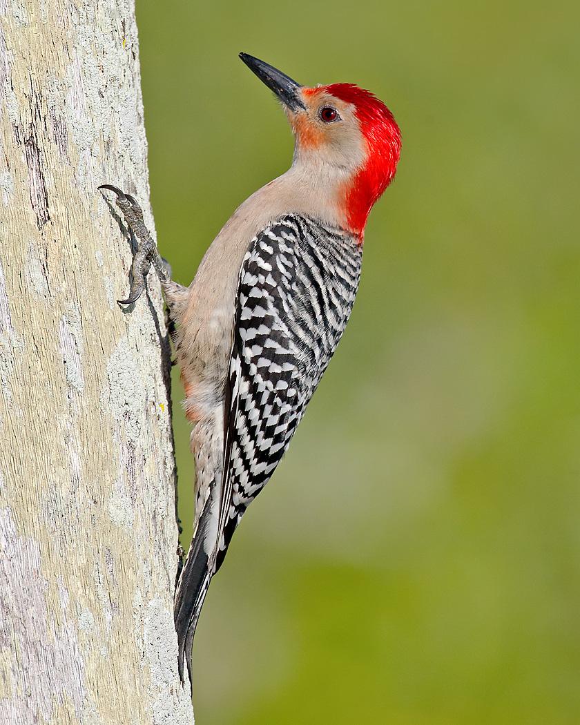 Red-bellied Woodpecker Photo by Josh Haas