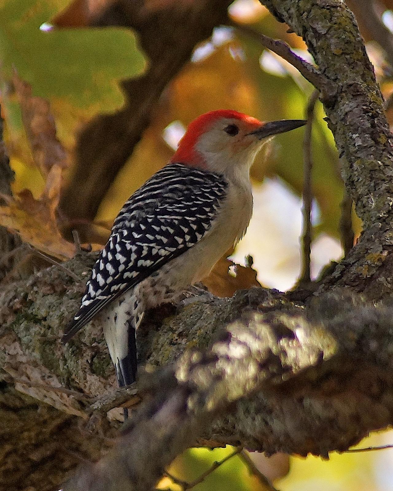 Red-bellied Woodpecker Photo by Gerald Hoekstra