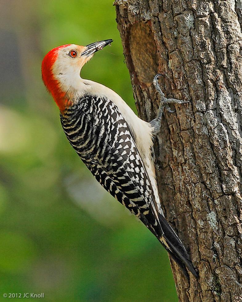 Red-bellied Woodpecker Photo by JC Knoll
