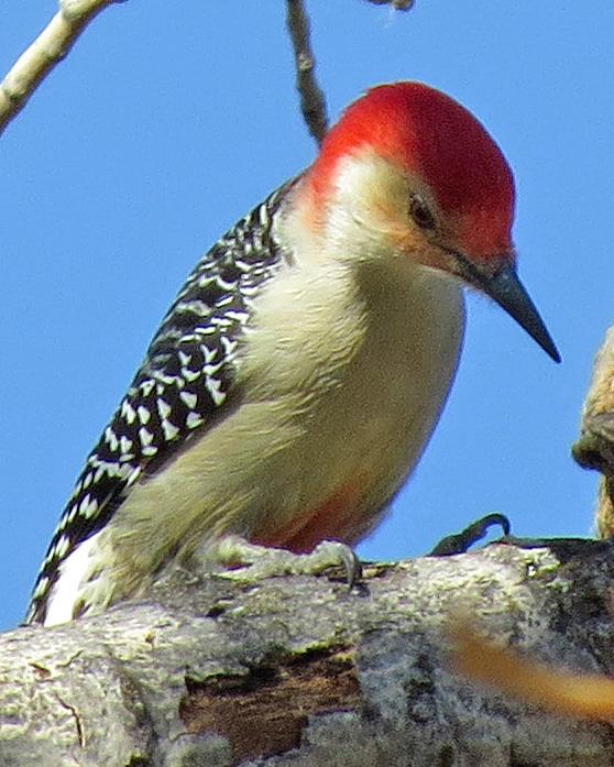 Red-bellied Woodpecker Photo by Kelly Preheim