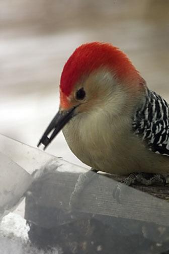 Red-bellied Woodpecker Photo by Dan Tallman