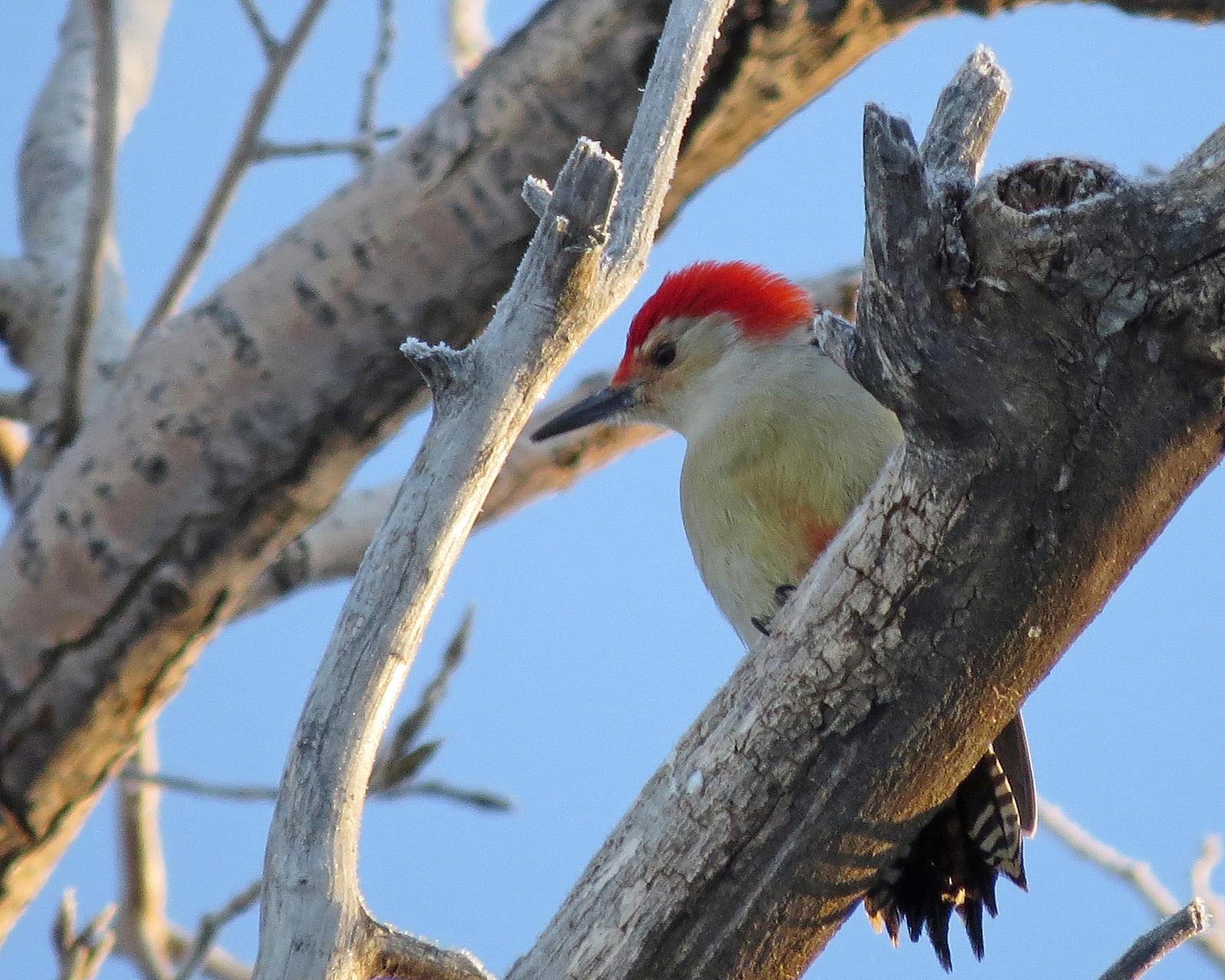 Red-bellied Woodpecker Photo by Kelly Preheim