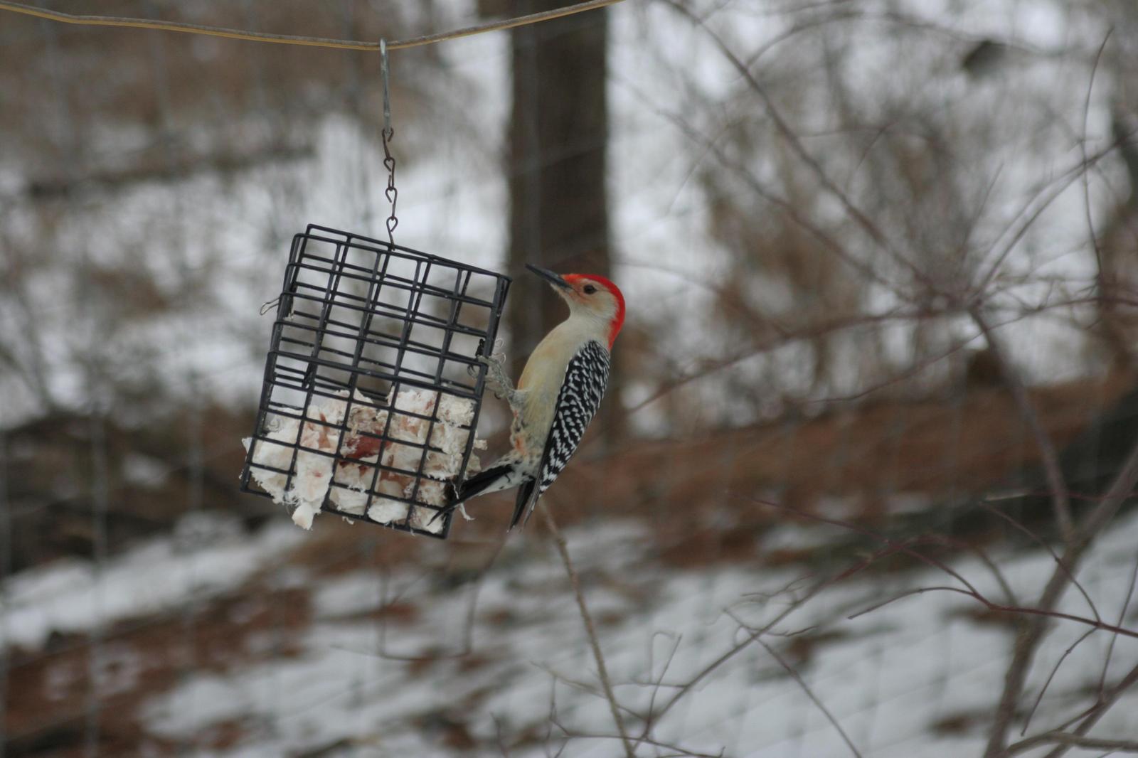 Red-bellied Woodpecker Photo by Darrin Menzo