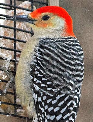 Red-bellied Woodpecker Photo by Dan Tallman