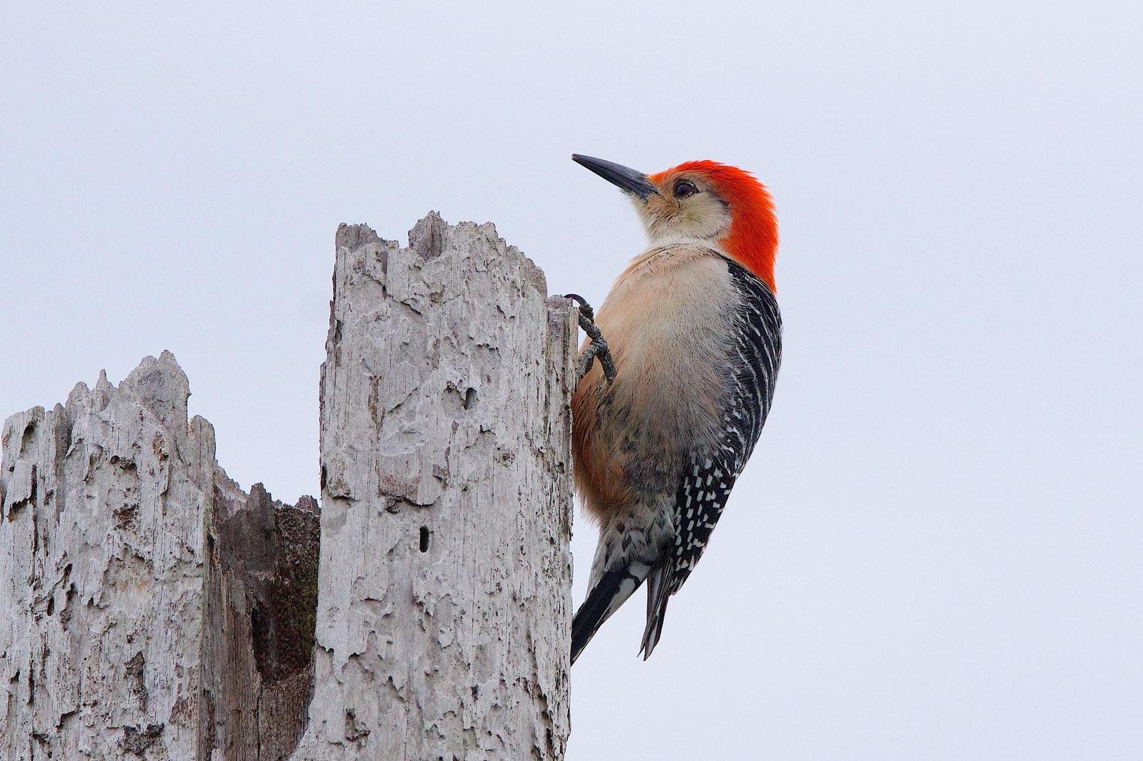 Red-bellied Woodpecker Photo by Gerald Hoekstra