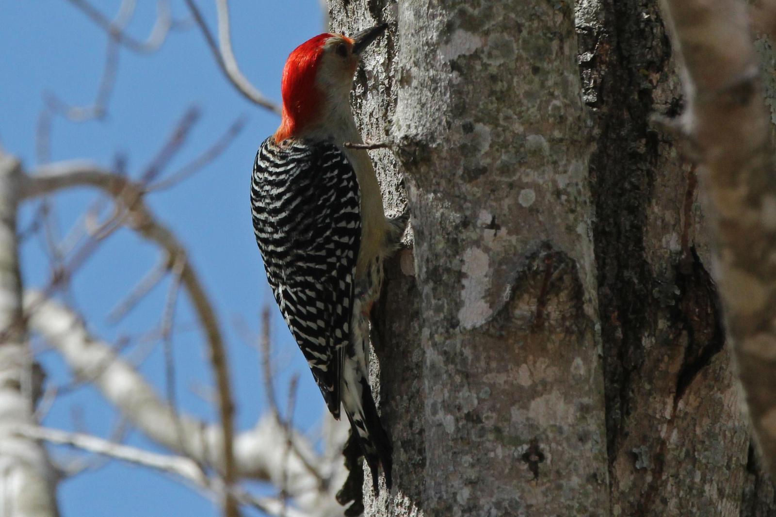 Red-bellied Woodpecker Photo by Kristy Baker