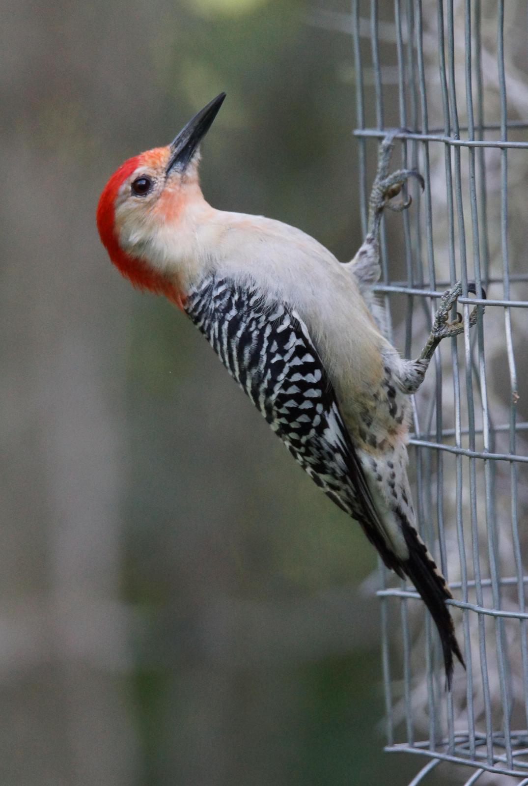 Red-bellied Woodpecker Photo by Steve Percival
