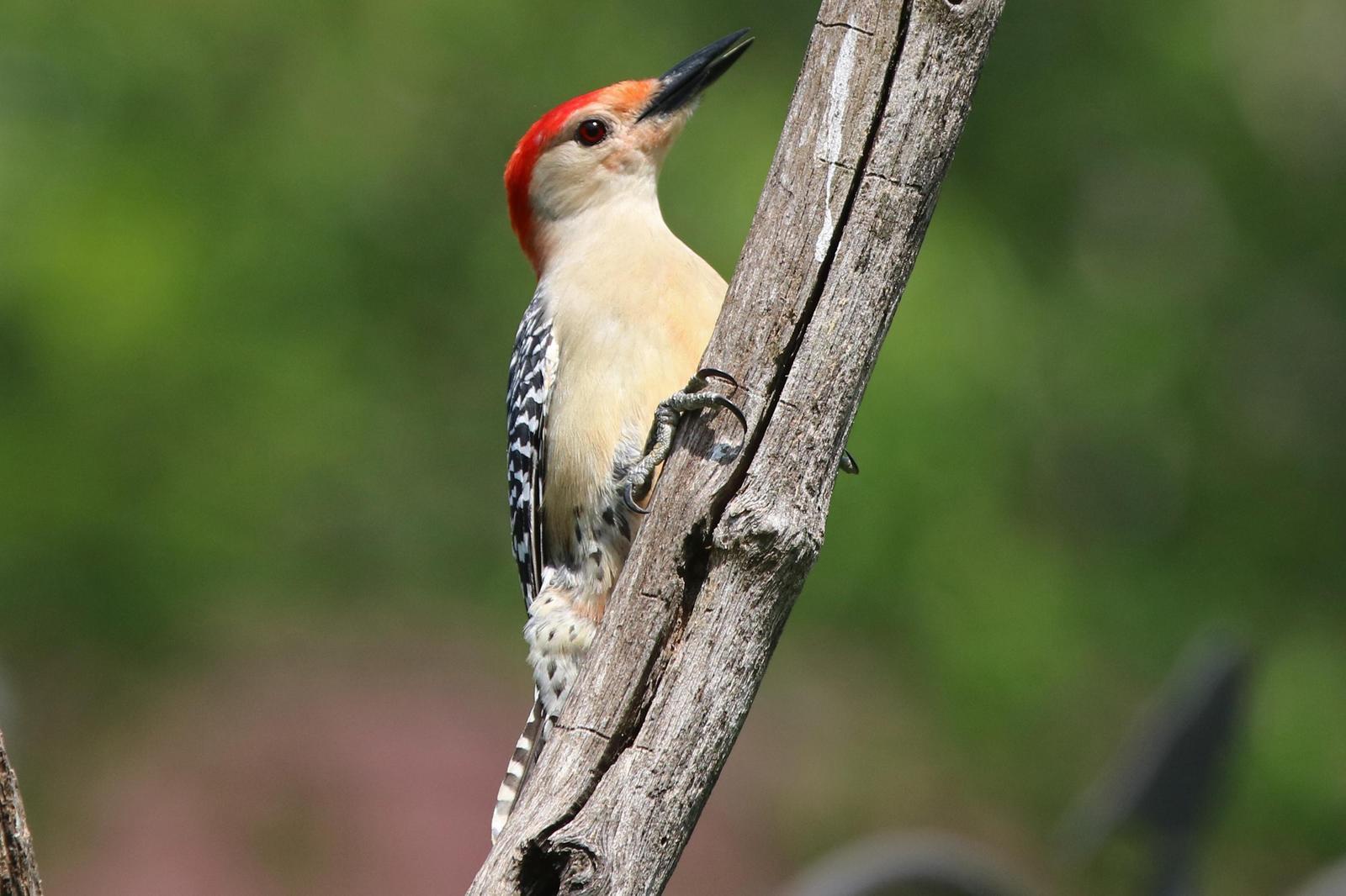 Red-bellied Woodpecker Photo by Kristy Baker