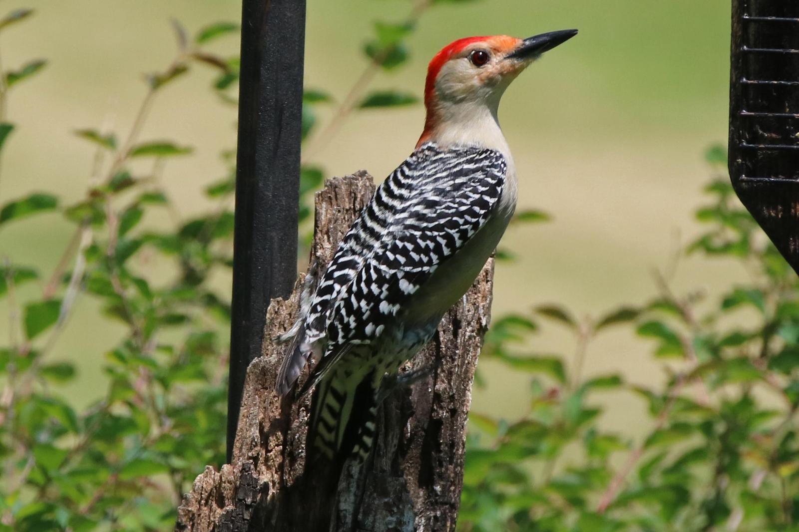 Red-bellied Woodpecker Photo by Kristy Baker