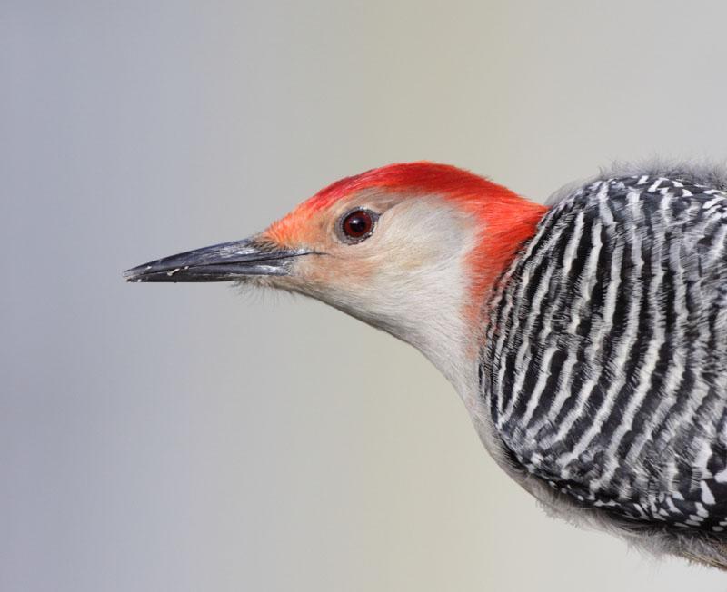 Red-bellied Woodpecker Photo by Lynn Cummings