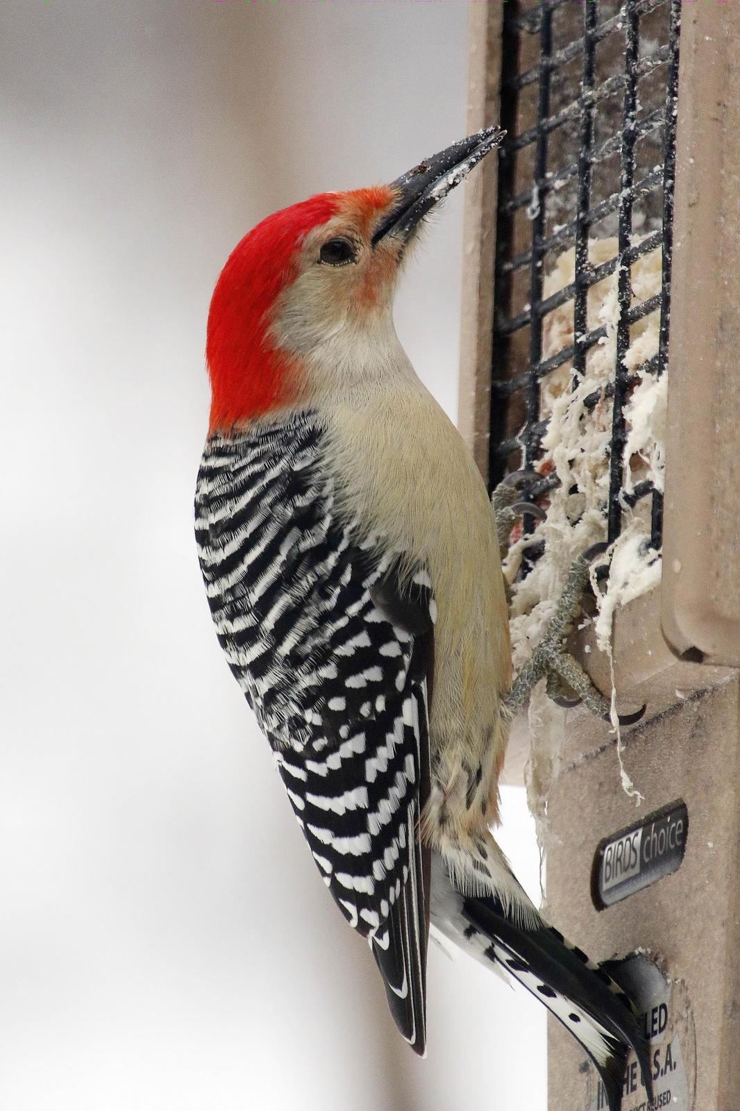 Red-bellied Woodpecker Photo by Dan Tallman