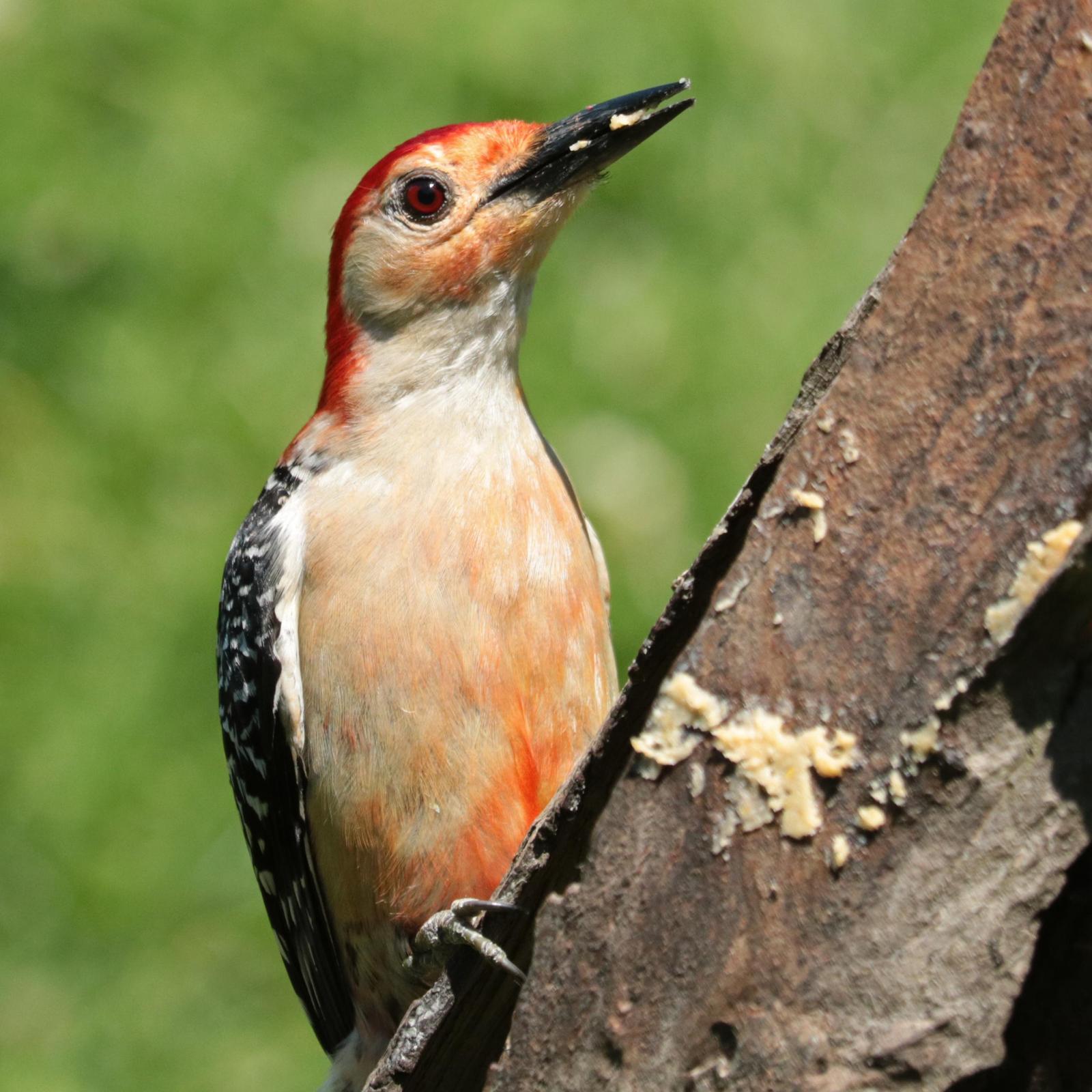 Red-bellied Woodpecker Photo by Kristy Baker