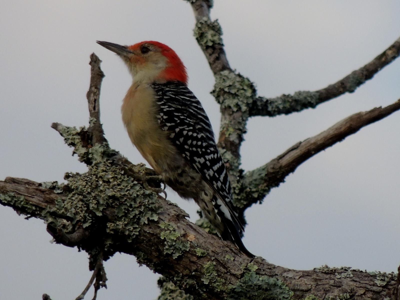 Red-bellied Woodpecker Photo by Tony Heindel
