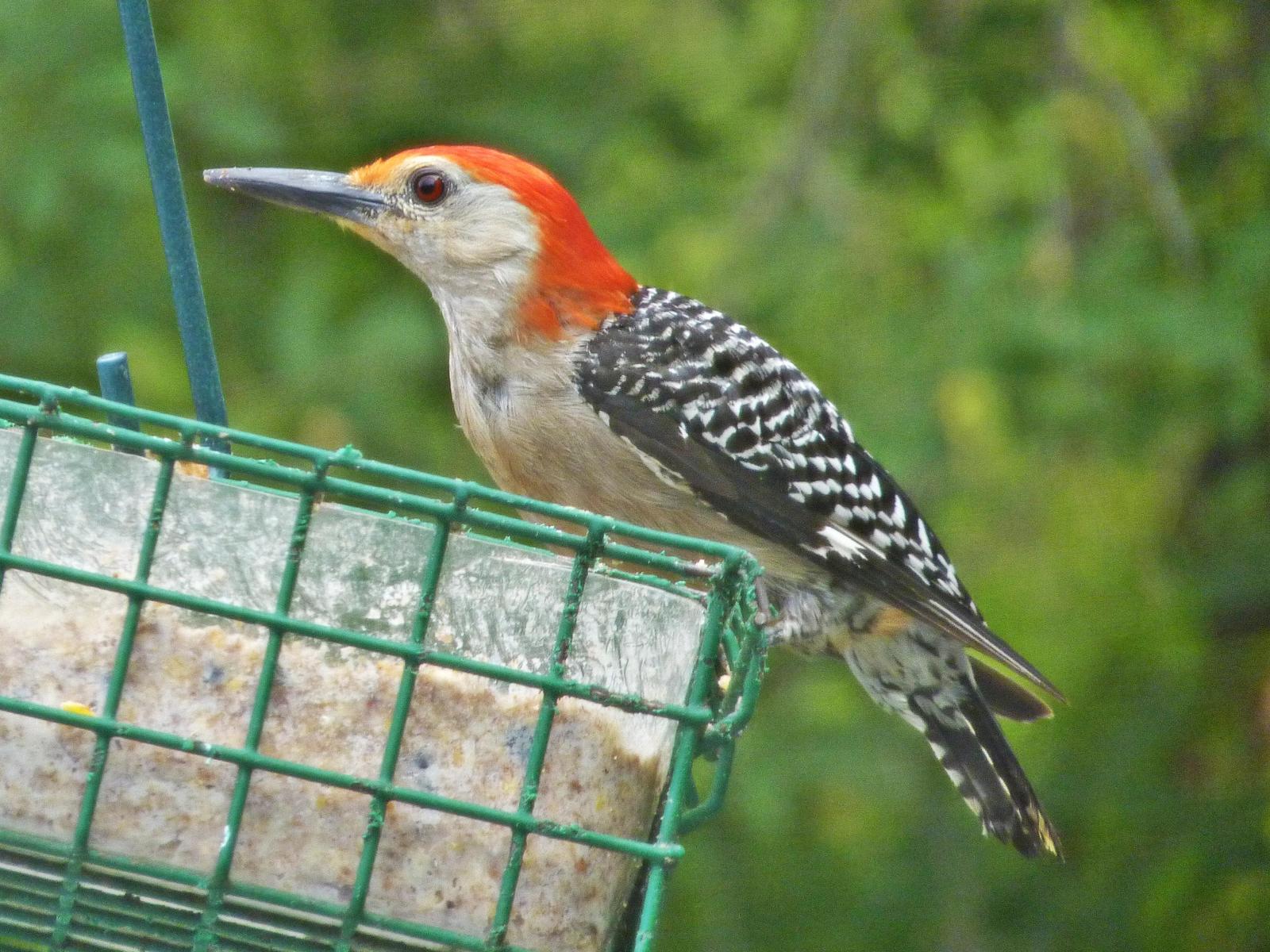 Red-bellied Woodpecker Photo by Bob Neugebauer
