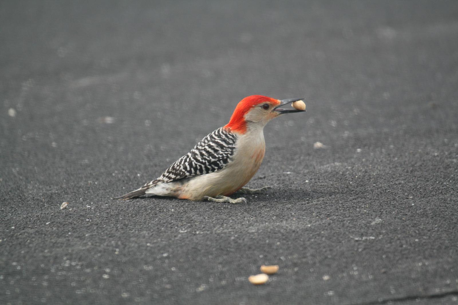 Red-bellied Woodpecker Photo by Roseanne CALECA