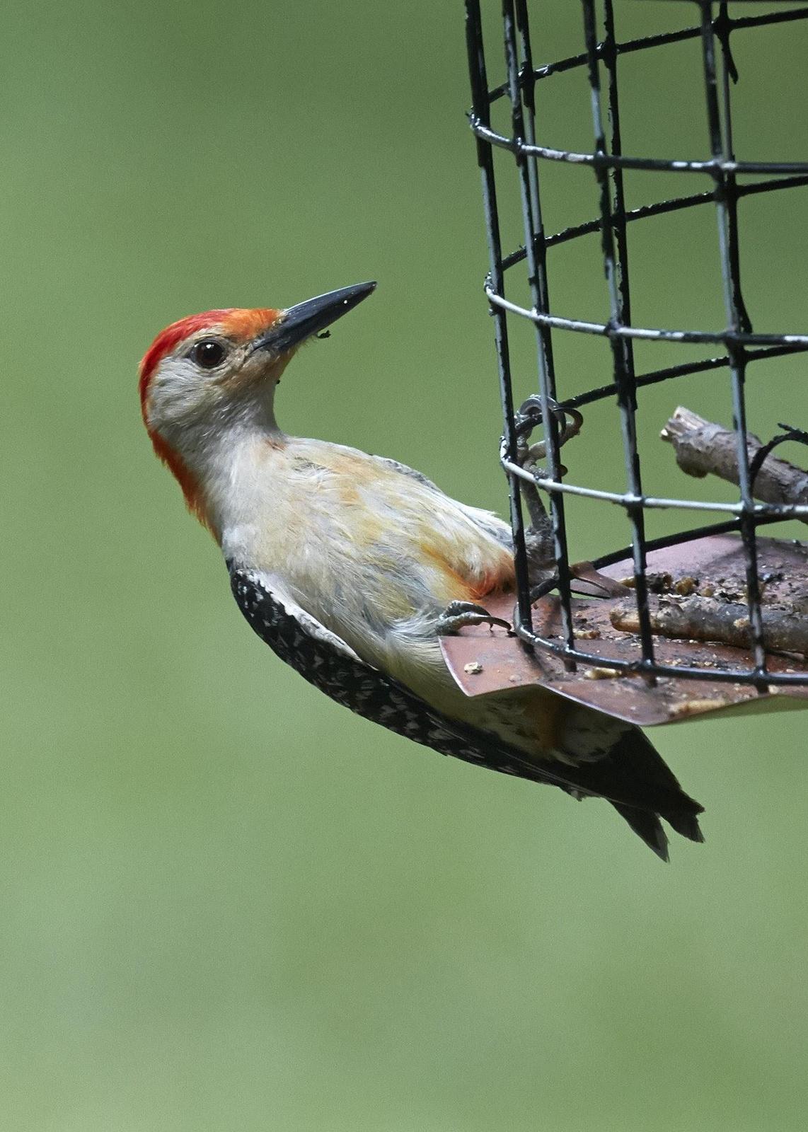 Red-bellied Woodpecker Photo by Eric Eisenstadt
