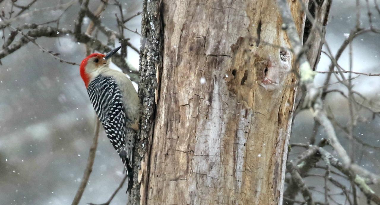 Red-bellied Woodpecker Photo by Ruth Morrissette
