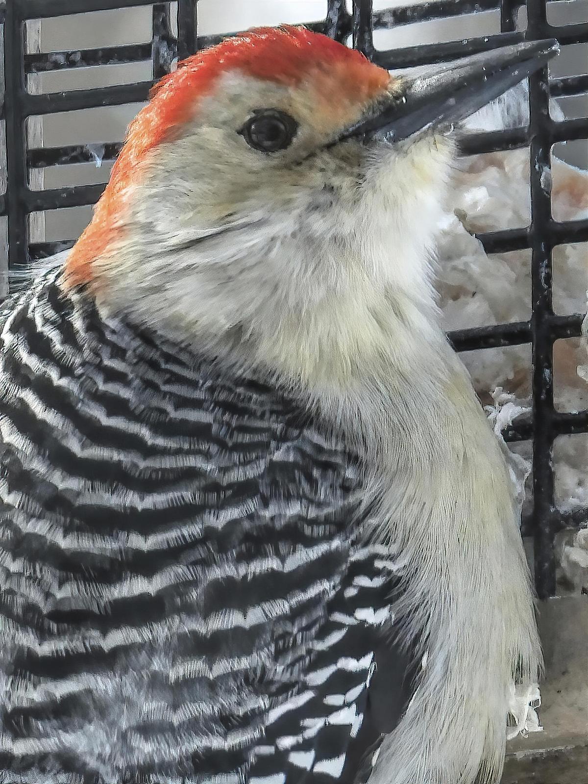 Red-bellied Woodpecker Photo by Dan Tallman