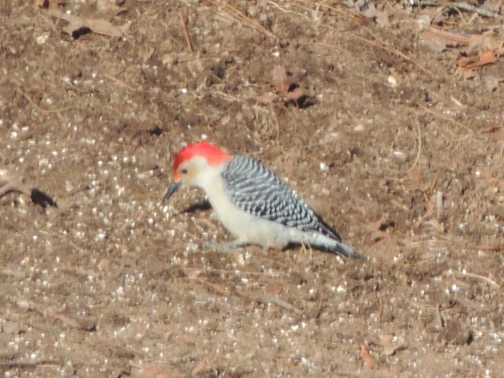 Red-bellied Woodpecker Photo by Regina Simmons