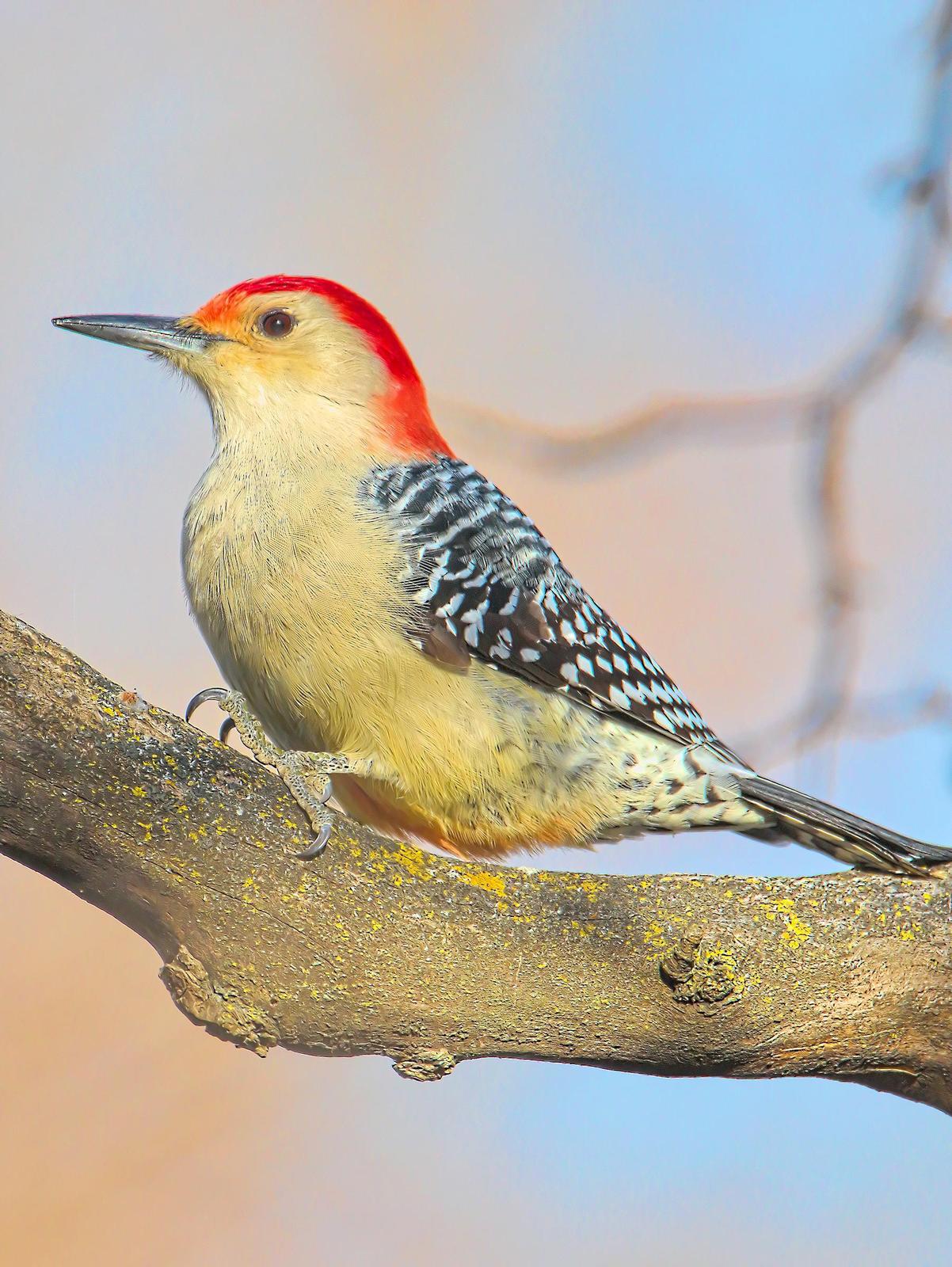 Red-bellied Woodpecker Photo by Dan Tallman