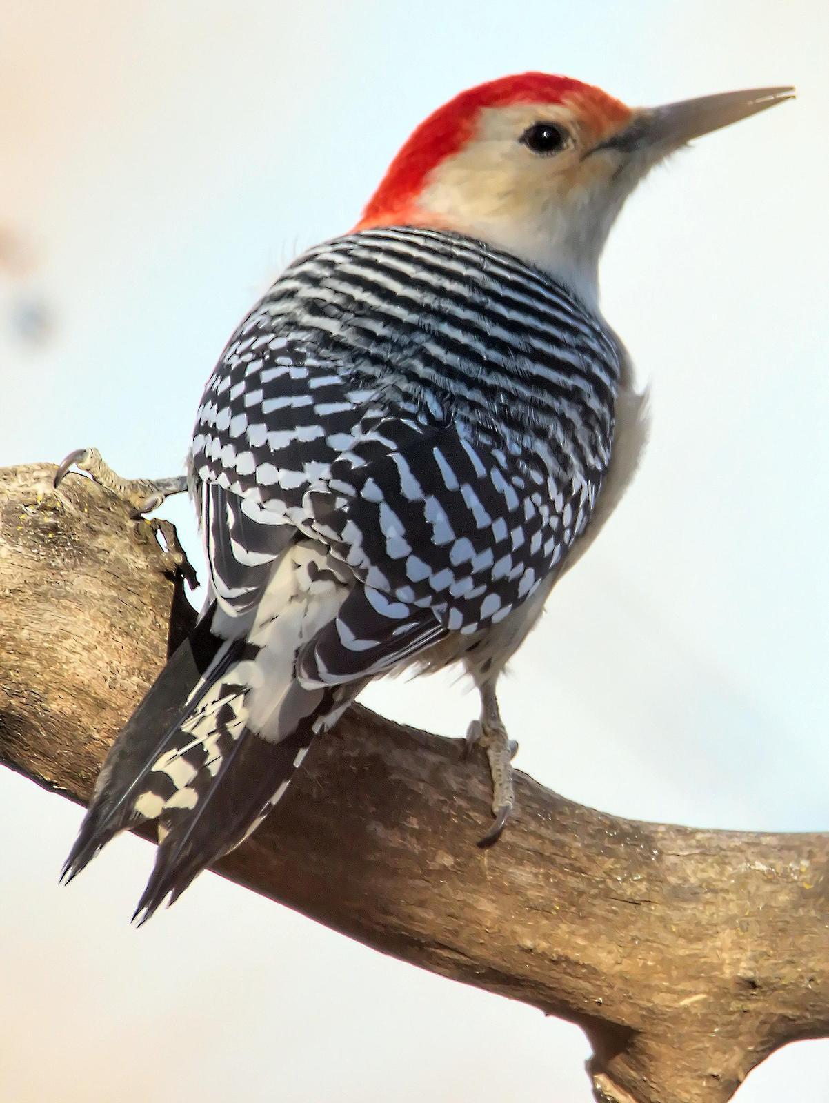 Red-bellied Woodpecker Photo by Dan Tallman